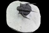 Bumpy Cyphaspis Trilobite - Ofaten, Morocco #71683-1